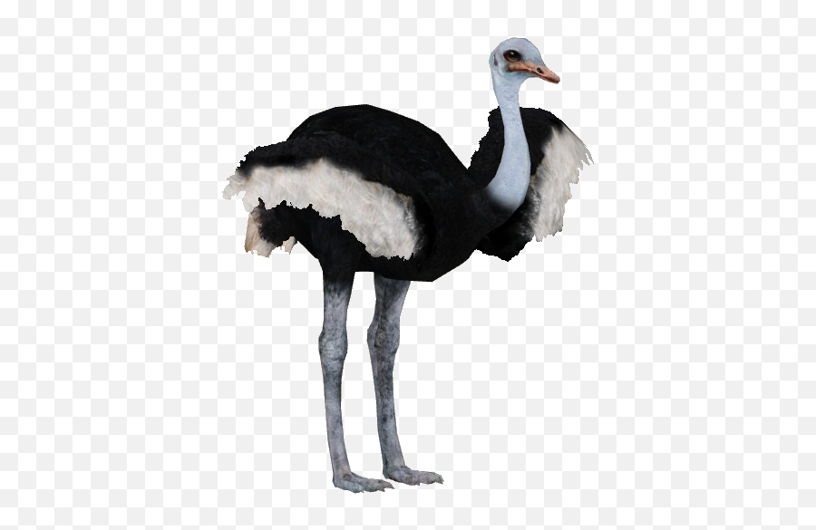Download Ostrich Png Pic