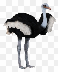 Download Ostrich Png Pic