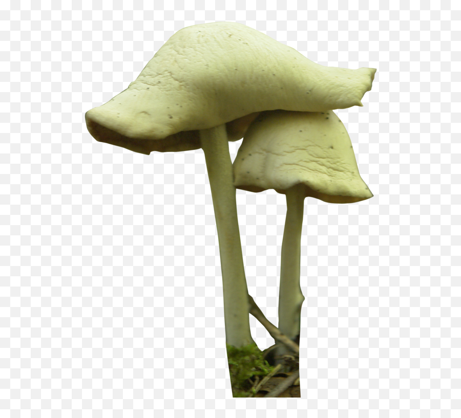 Download Free Png Mushroom Festival Fungus Psilocybin - Fungi Png,Mario Mushroom Png