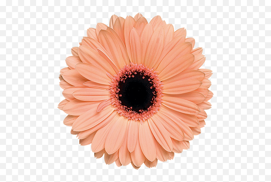 Download Alma - Light Orange Flower Png Png Image With No Aesthetic Orange Flower Transparent,Orange Light Png