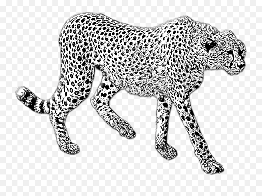 Cheetah Walking Wild Cat - Free Image On Pixabay Gepard Kresleny Png,Cheetah Transparent