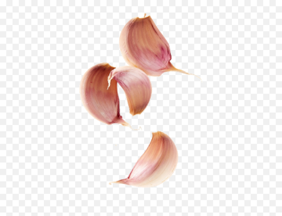 Lemon Garlic - Lovely Png,Garlic Png