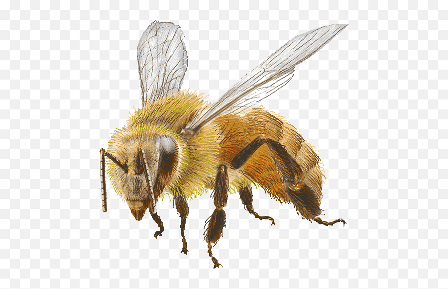Bee Facts - Parasitism Png,Transparent Bee