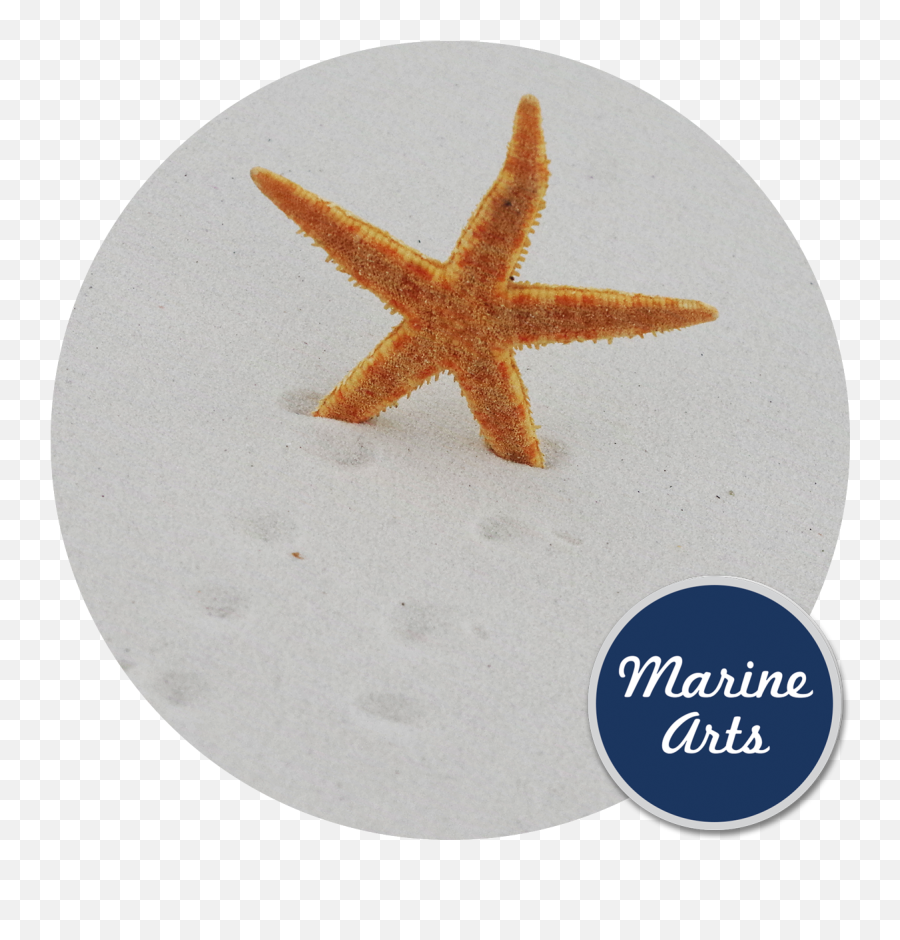 Starfish Natural Small 6 - 8cm Marine Arts Wholesale Shells Clan Del Can Dvd Png,Star Fish Png