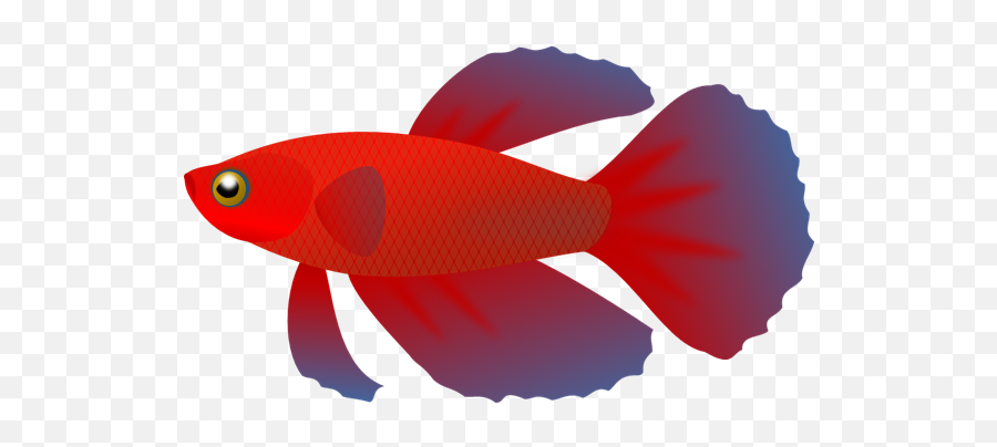 Fish Cliparts Download Free Clip Art - Siamese Fighting Fish Clipart Png,Fish Clipart Transparent