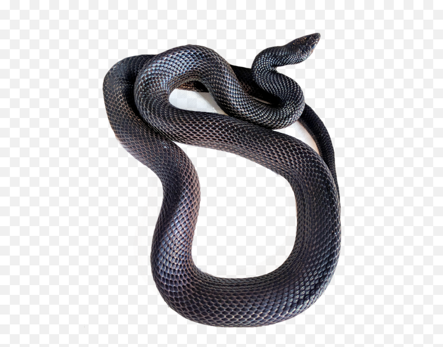 Milk Snake Png Picture - Black Racer Snake Transparent,Black Snake Png
