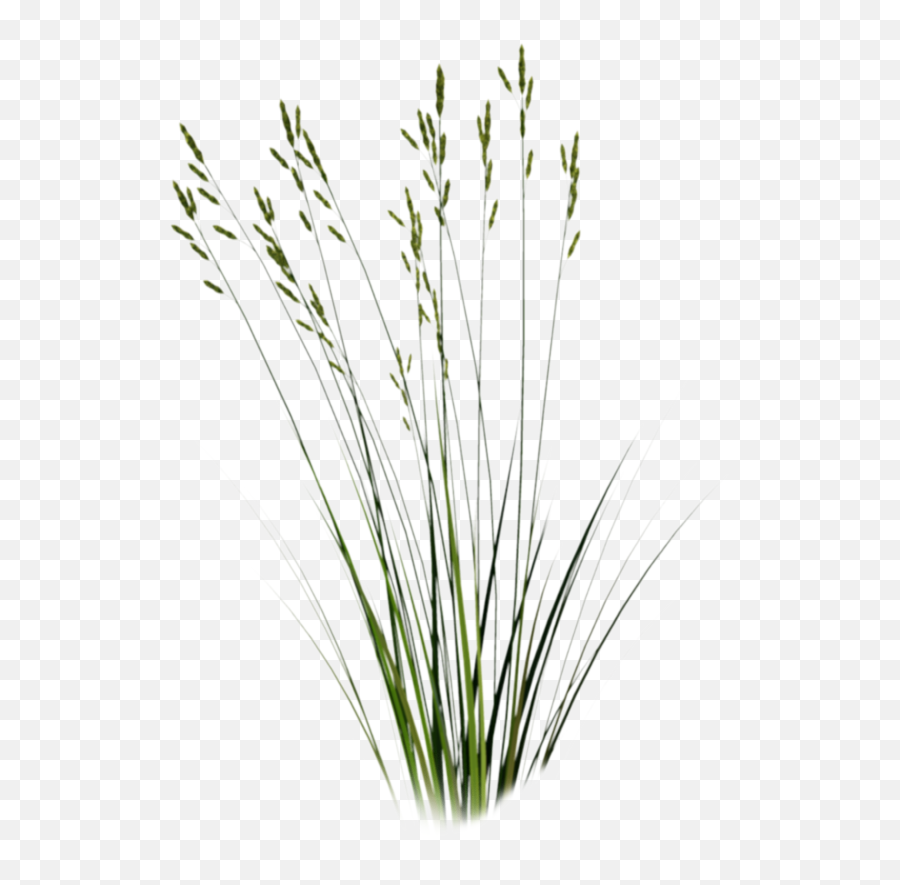 Grass Photoshop - Long Grass Cut Out Png,Wild Grass Png
