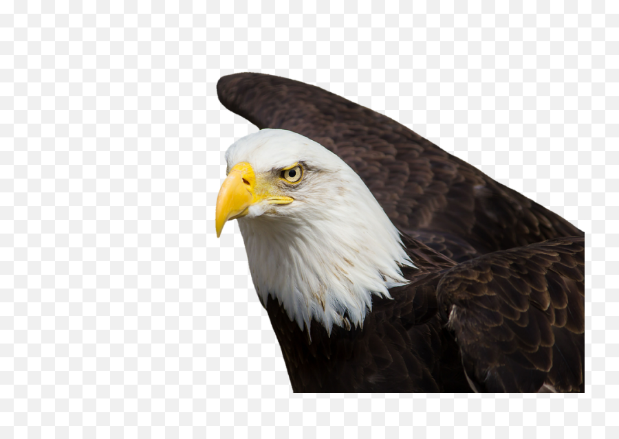 Bald Eagle Head Png - Adler Bald Eagles Bird Of Prey Raptor Native American Eagle Feather,Eagle Head Png