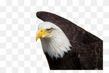 Bald Eagle Head Png - Adler Bald Eagles Bird Of Prey Raptor Native American Feather