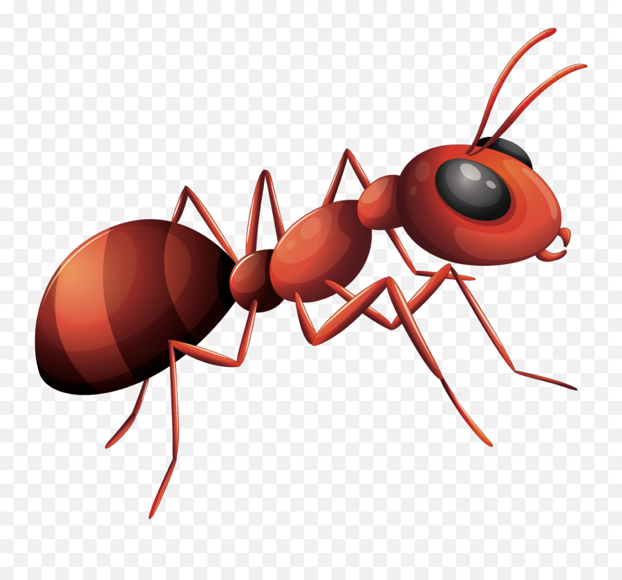 Ant Png Image With Transparent Background - Ant Png,Ant Png