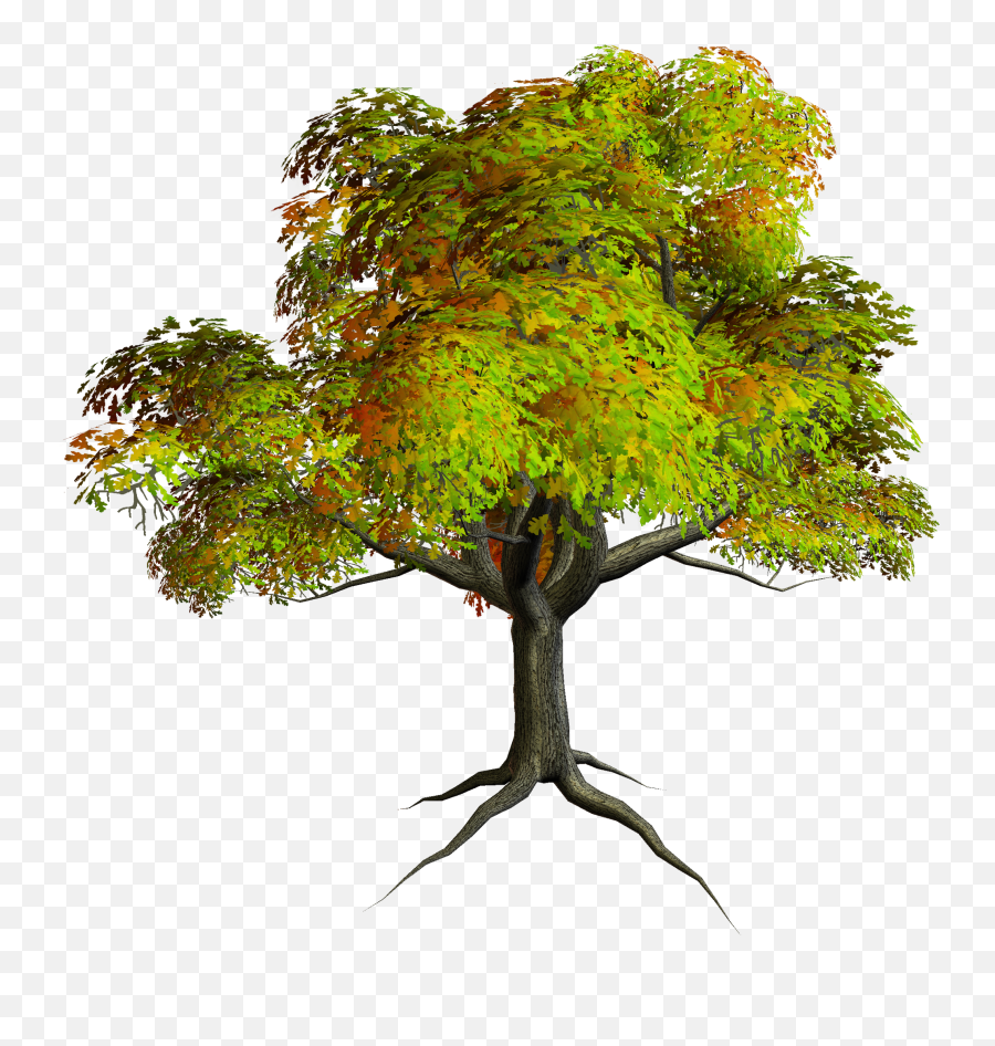 Free Photoshop Trees Png Download - Png Format Tree Clipart Png,Trees In Plan Png