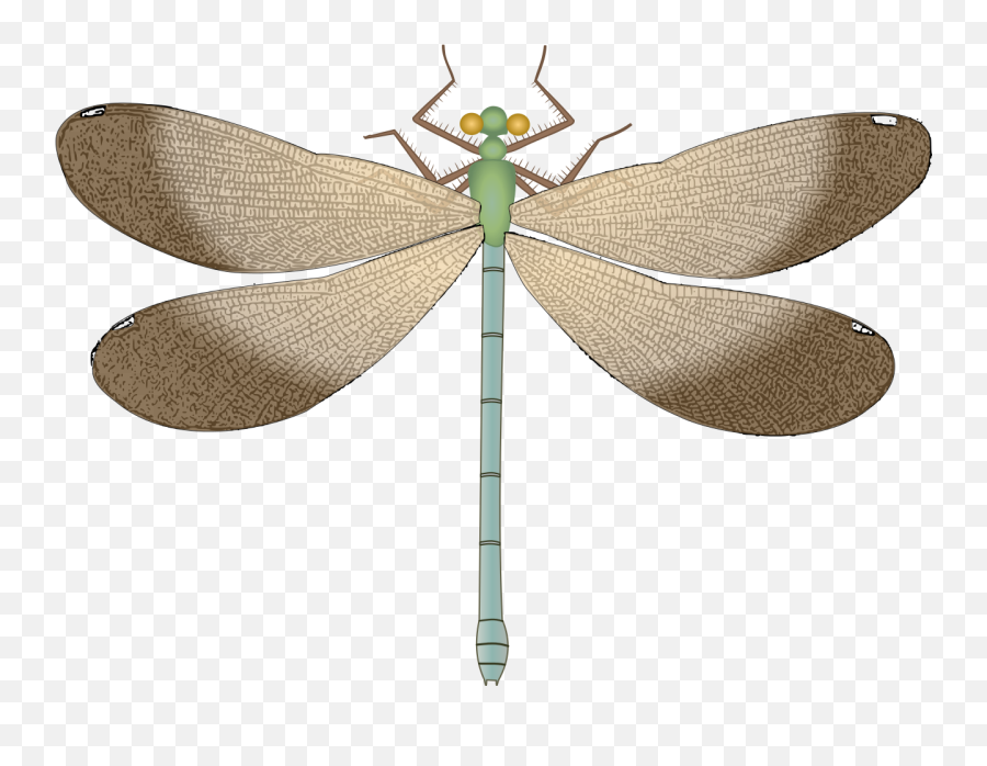 Download Dragonfly Png Image For Free - Cc0 Dragonfly,Dragonfly Png