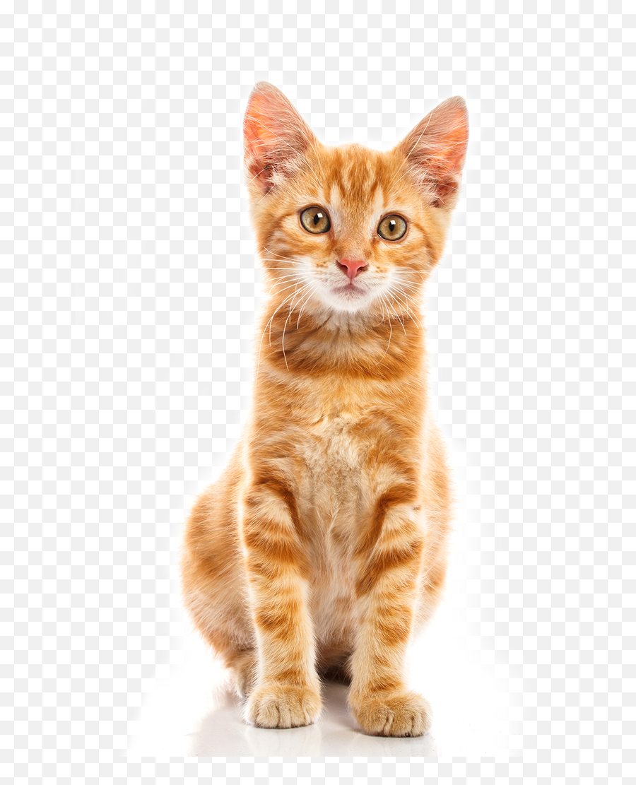 Cat - Cat Sitting Transparent Background Png,Cute Cat Png