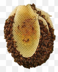 Download Beehive - Natural Beekeeping Png,Beehive Png