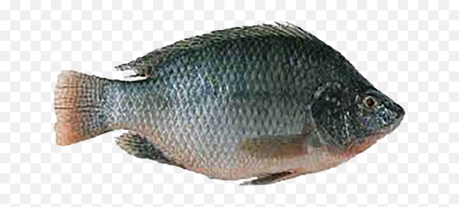 Fresh Water Frozen Fish U2013 Universal Cold Store - Frozen Fish Cold Store Fish Png,Bass Fish Png