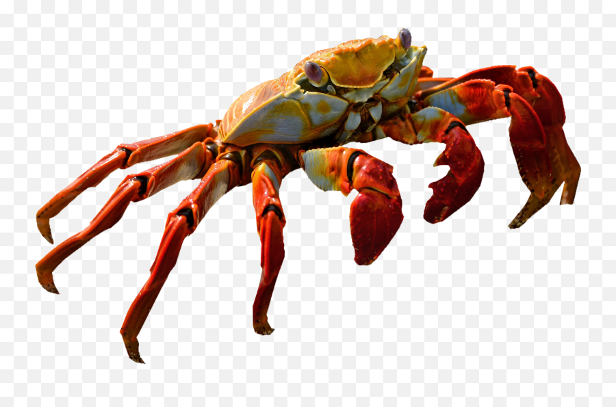 Crab No Background - Transparent Background Crab Png,Crab Transparent Background