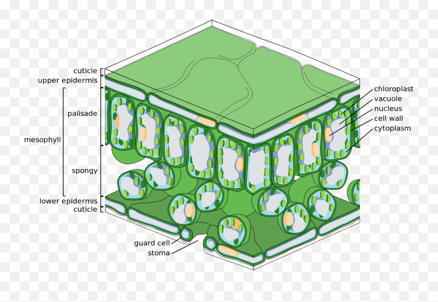 Palisade Cell - Wikipedia Plant Structure For Photosynthesis Png,Grass Top View Png