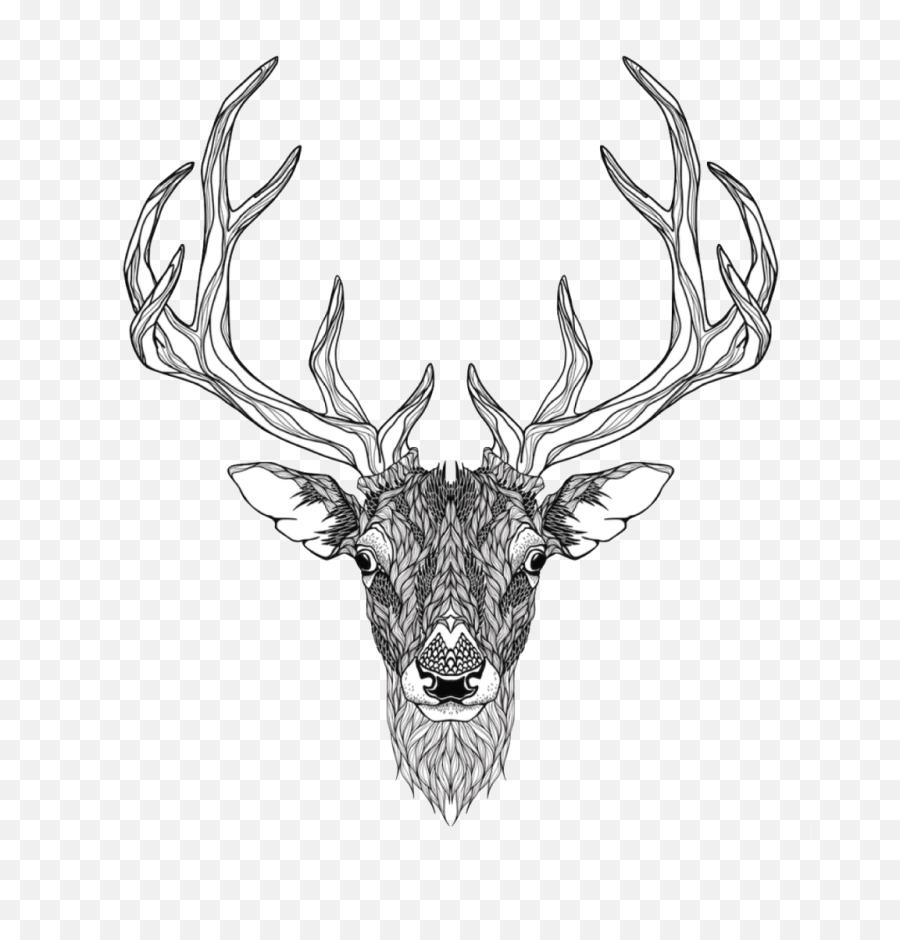 White - Whitetail Deer Skull Drawing Png,Deer Skull Png