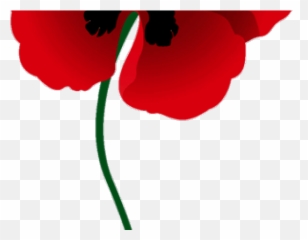 Poppy Clipart Red - Transparent Background Clip Art Poppy Remembrance Day Png,Poppy Png