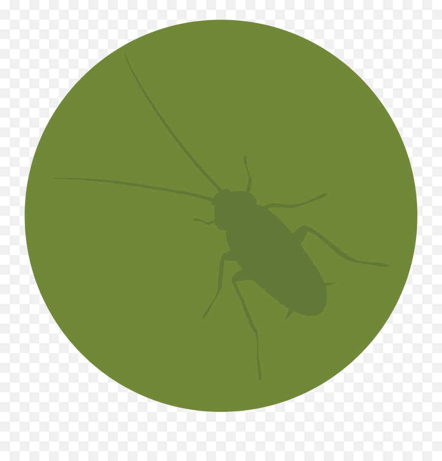 Download Pest Control - Netwinged Insects Full Size Png Black Circle,Insects Png