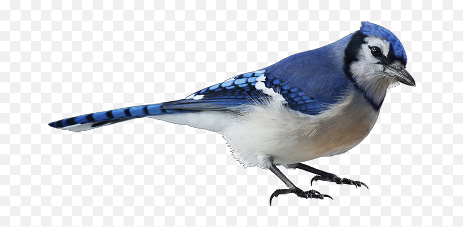 Blue Jay Png Image With No - Blue Bird White Background,Blue Jay Png