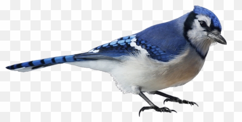 Blue Jay Png Image With No - Blue Bird White Background,Blue Jay Png