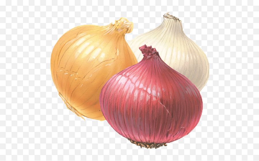 Onion Png Clipart - Onion White And Red,Onion Transparent Background