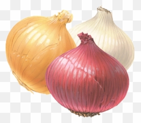 Onion Png Clipart - White And Red