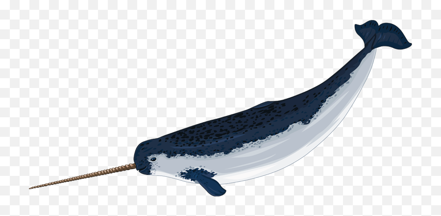 Narwhal Transparent Png Image - Narwhals Png,Narwhal Png