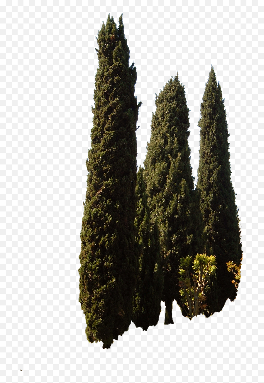 Cupressus Sempervirens Trees Png Cypress Tree