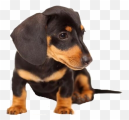 Dachshund Png - Dachshund Puppy Transparent Background,Dachshund Png