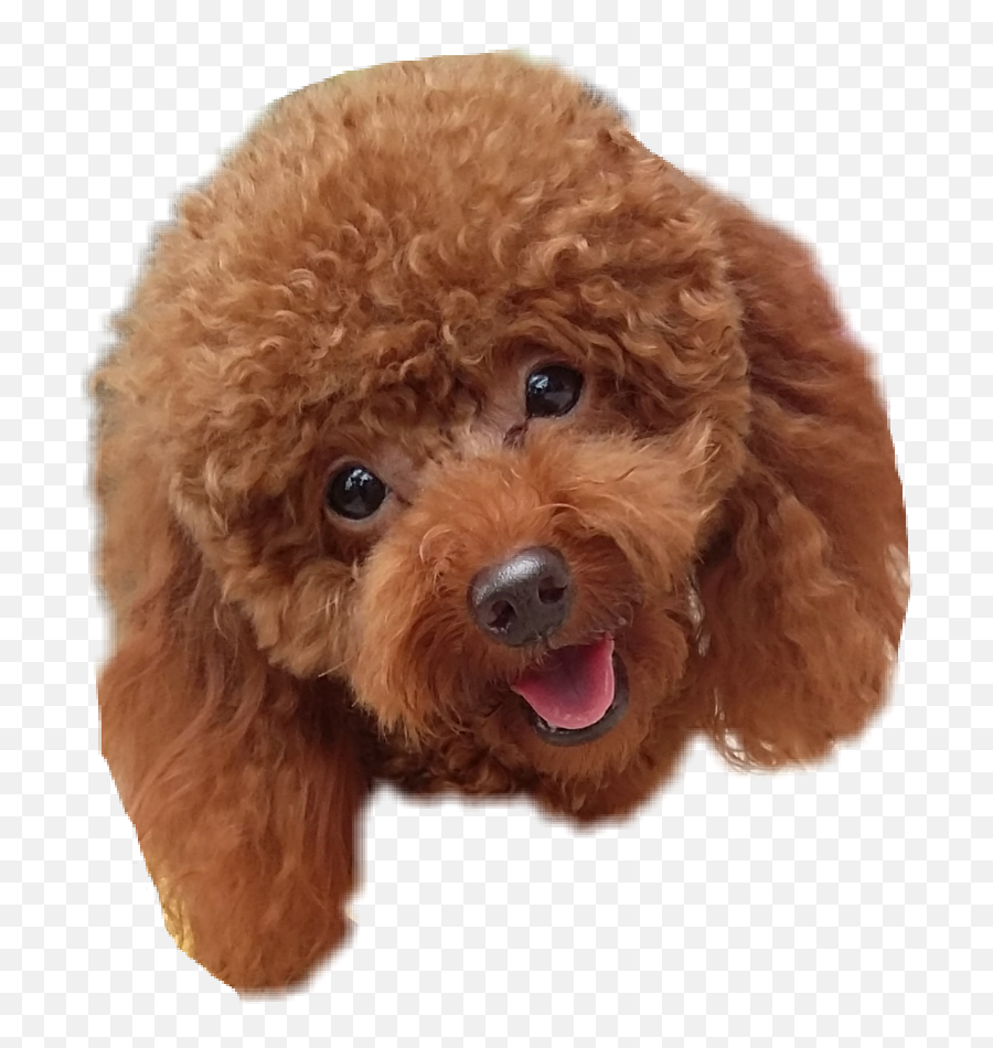 Poodle Transparent Png