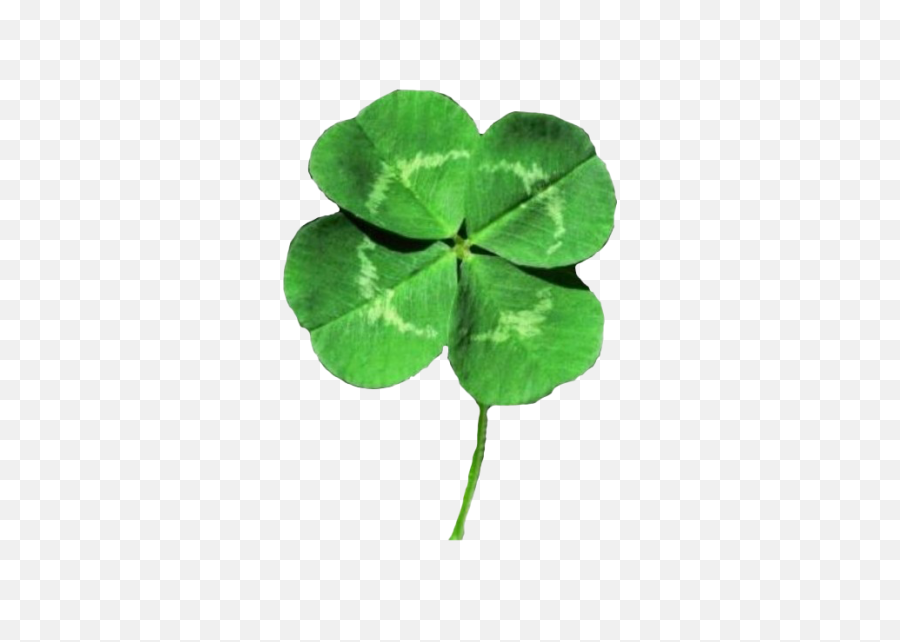 Four Leaf Clover Transparent Png Image - Four Leaf Clover Transparent Background,Four Leaf Clover Png