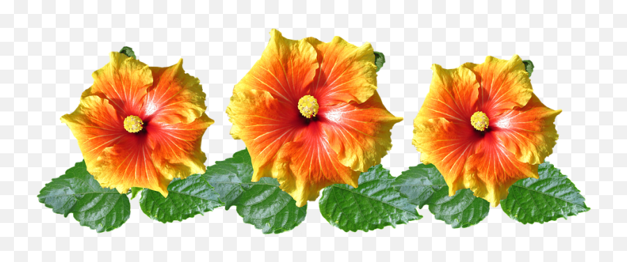 Hibiscus Flowers Arrangement - Free Photo On Pixabay Arranjo Com A Flor Hibisco Png,Hibiscus Flower Png