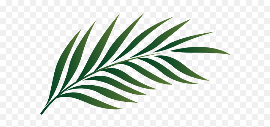 Download Palm Sunday Leaf Kid Png Images Clipart Free - Palm Branch Clip Art,Kid Png