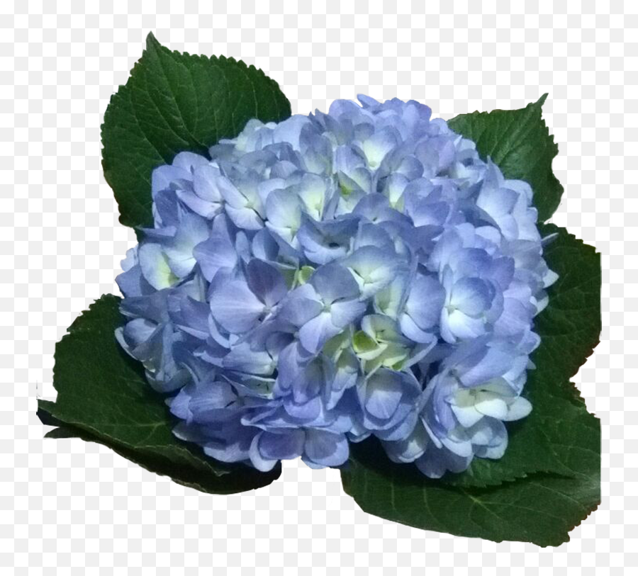 Light Blue Hydrangea Png