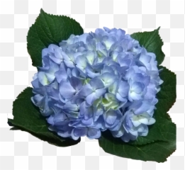 Light Blue Hydrangea Png