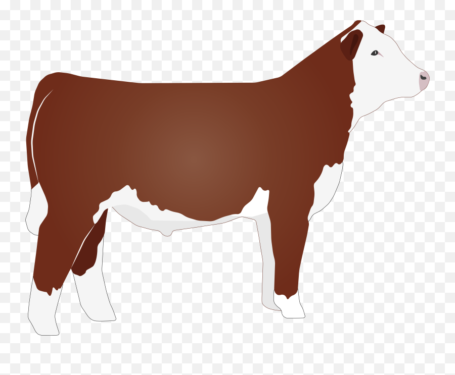 Hereford Cattle Png U0026 Free Cattlepng Transparent - Hereford Cattle Clip Art,Cow Clipart Png