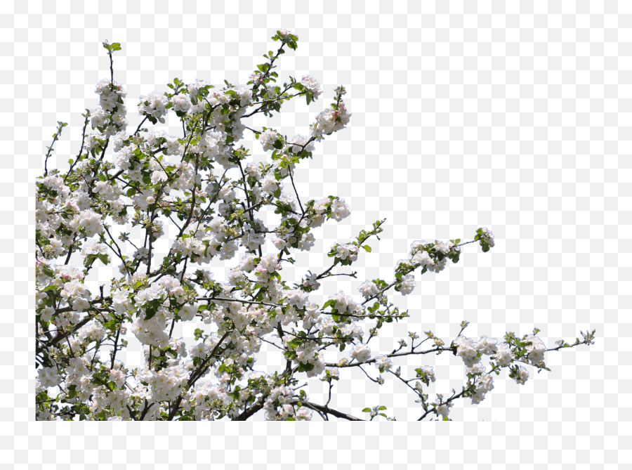 Tree Spring Flowers Transparent Png - Tree With Flower Png,Spring Flowers Png