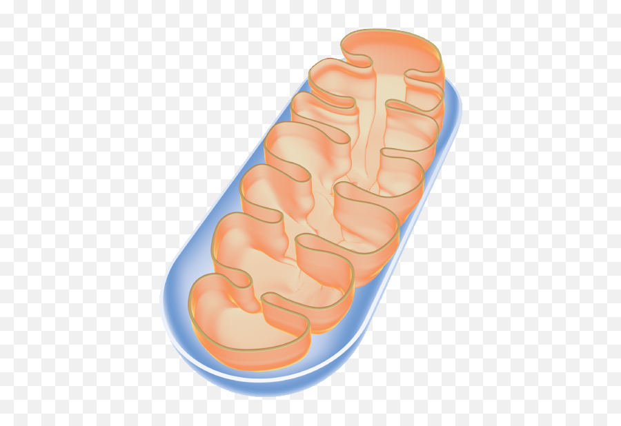 Peter Willems Png Mitochondria