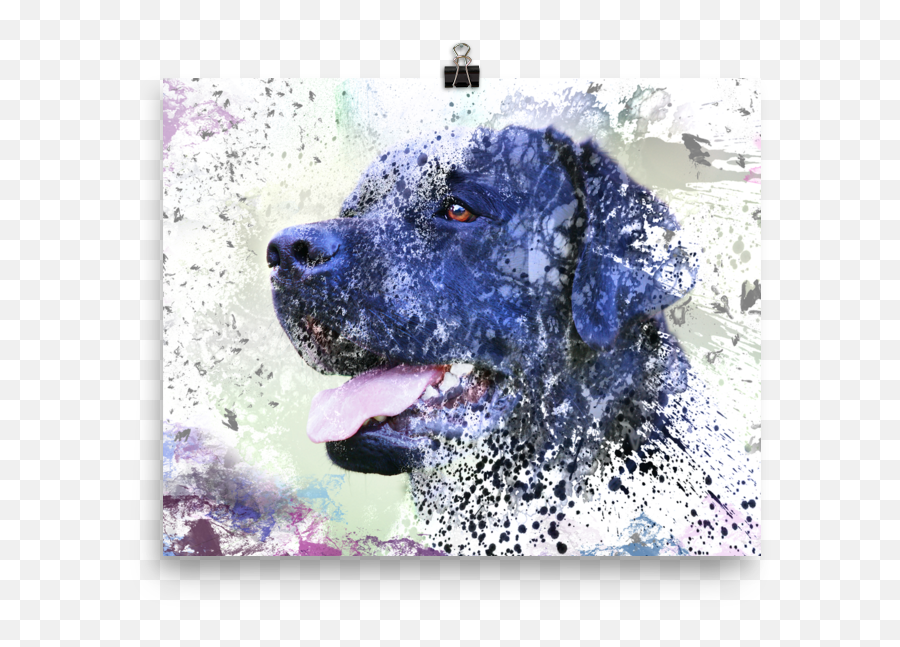 Labrador Retriever Dog - Retriever Png,Black Lab Png