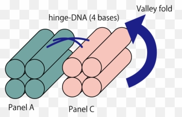 7 Hinge Dna Clipart - Full Size Clipart 3554473 Pinclipart Cylinder Png,Dna Strand Png