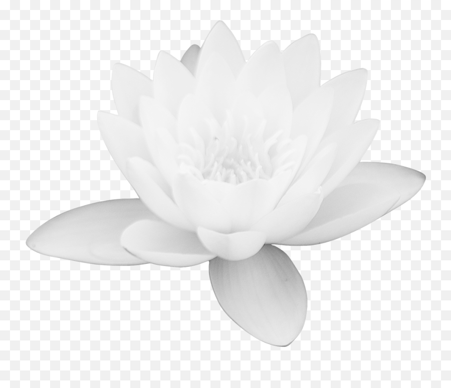 White Lotus Flower Png U0026 Free Flowerpng - Lotus Flower Images Download Free,Lotus Flower Transparent