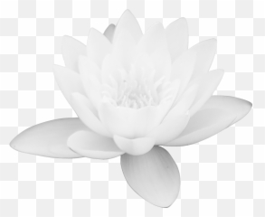 White Lotus Flower Png U0026 Free Flowerpng - Images Download