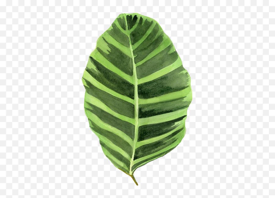 Big Leaves Png Images Transparent U2013 Free - Big Leaf Illustration,Transparent Leaves
