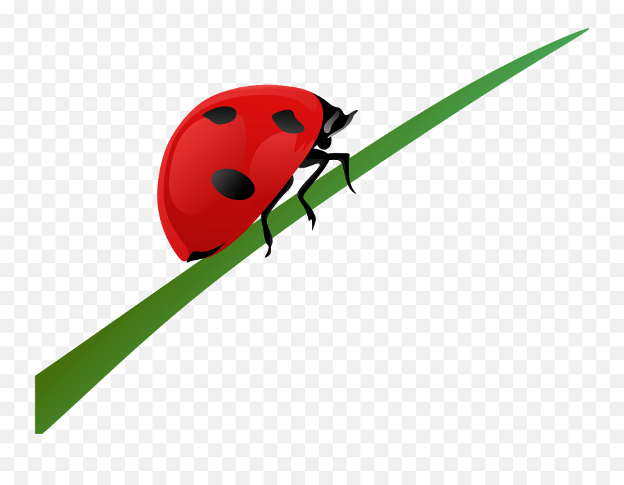 Ladybug - Ladybug On Grass Cartoon Png,Transparent Ladybug