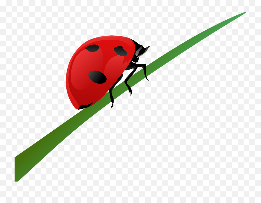 Ladybird Png Photos Mart - Ladybug Png Fundo,Transparent Ladybug - free  transparent png images 