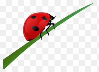 Ladybug - Ladybug On Grass Cartoon Png,Transparent Ladybug