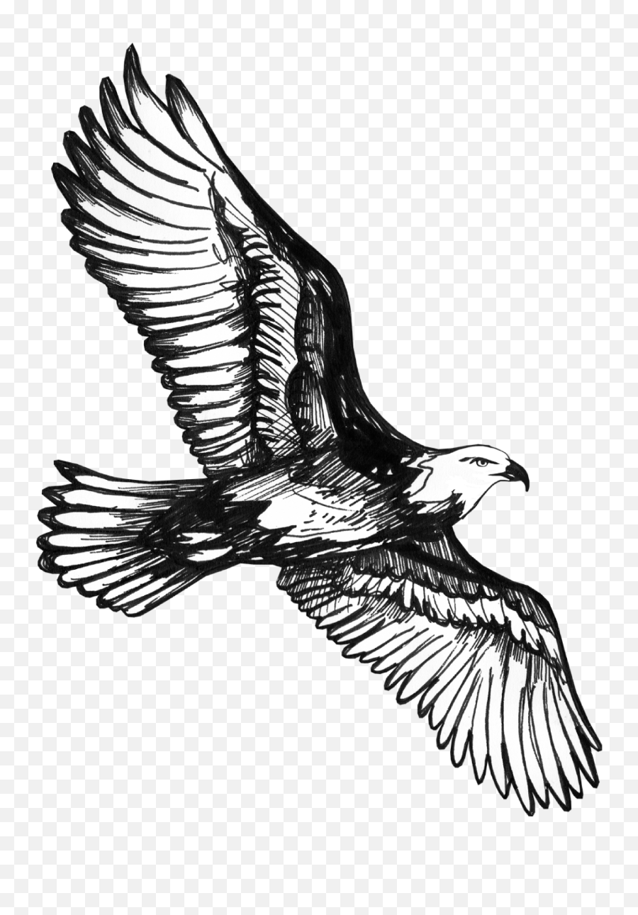 Red - Bald Eagle Png,Hawk Png