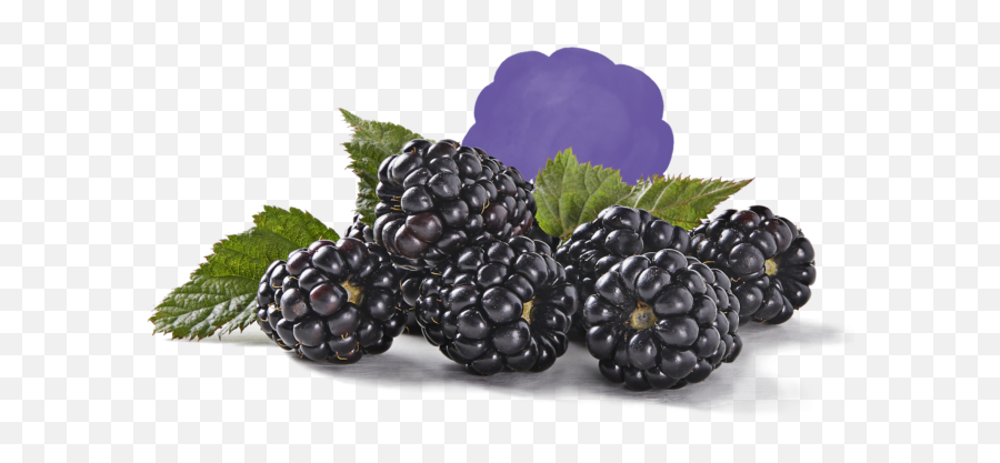 Fresh Berries - Blackberry Png,Blackberries Png